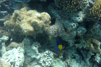 Menai Bay Safari Blå Fisk