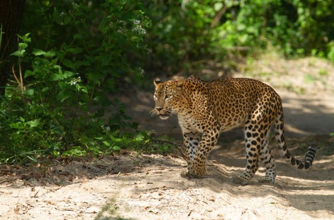 Wilpattu National Park Leopard 2435479347