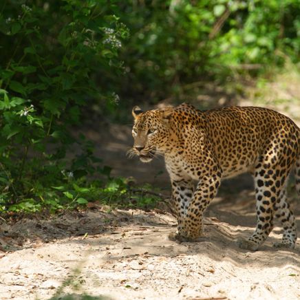 Wilpattu National Park Leopard 2435479347