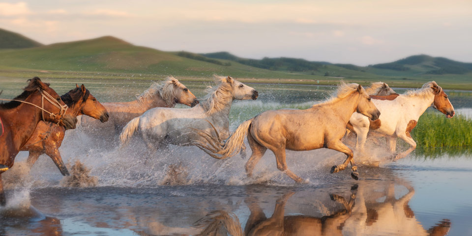 Mongoliet Løbende Heste