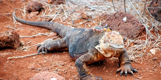 galapagos_leguan_06