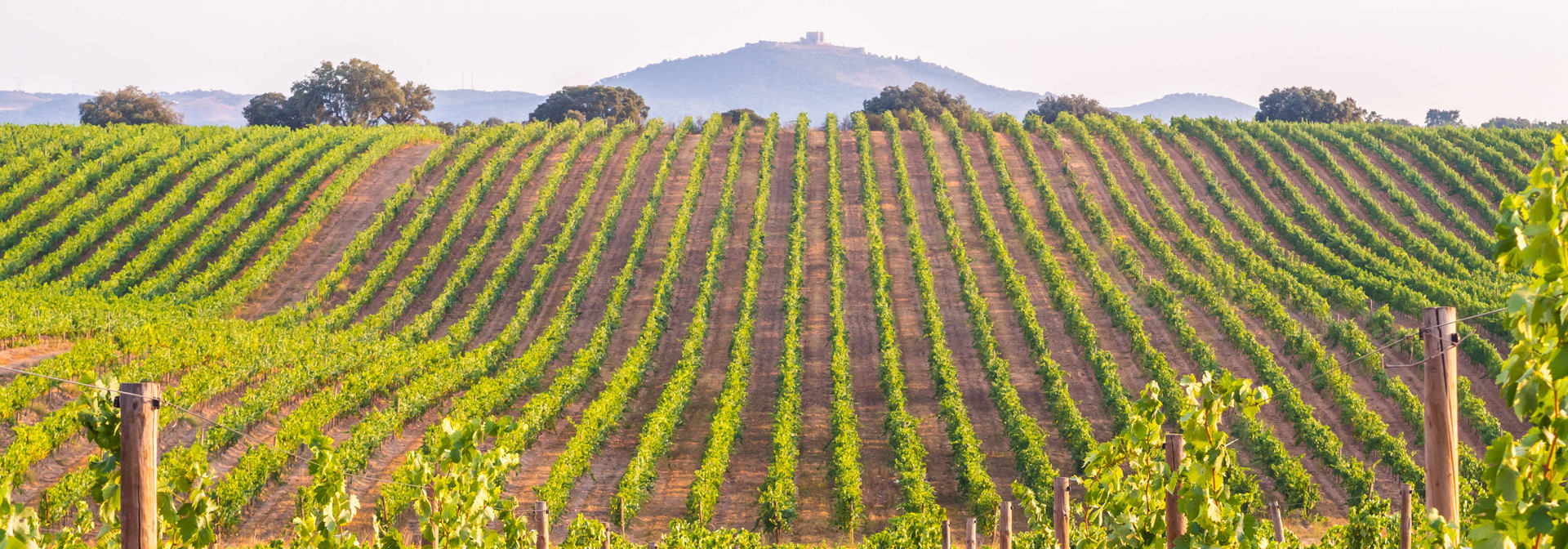 Portugal_vineyard_01