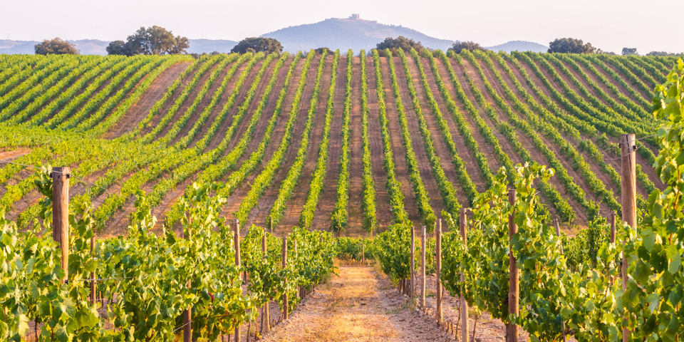 Portugal_vineyard_01