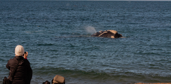Puerto Madryn Valdes Hval Set Fra Land 1486639160
