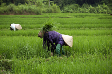 Vietnam - vietnam_befolkning_kvinde_rismark_01