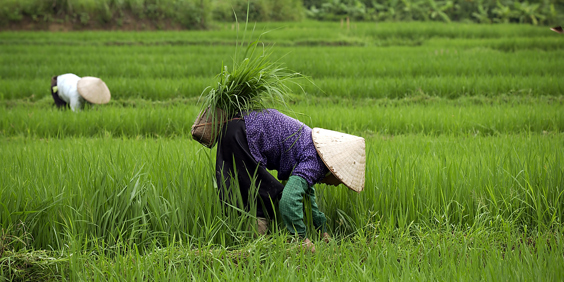 Vietnam - vietnam_befolkning_kvinde_rismark_01
