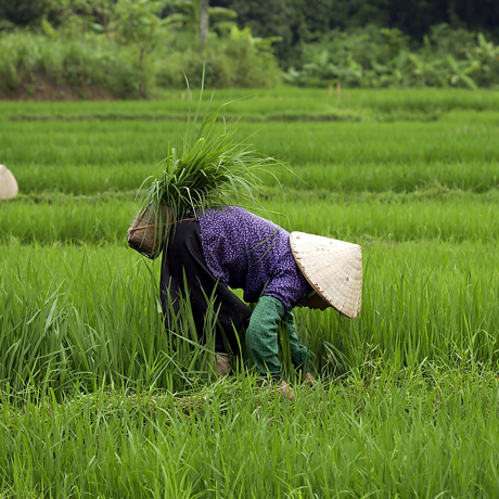 Vietnam - vietnam_befolkning_kvinde_rismark_01