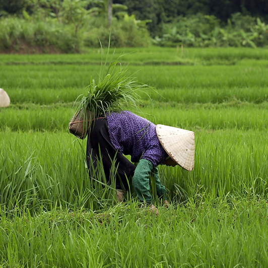 Vietnam - vietnam_befolkning_kvinde_rismark_01