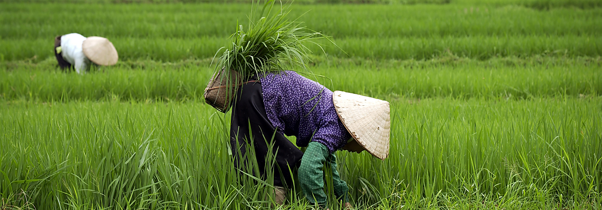 Vietnam - vietnam_befolkning_kvinde_rismark_01