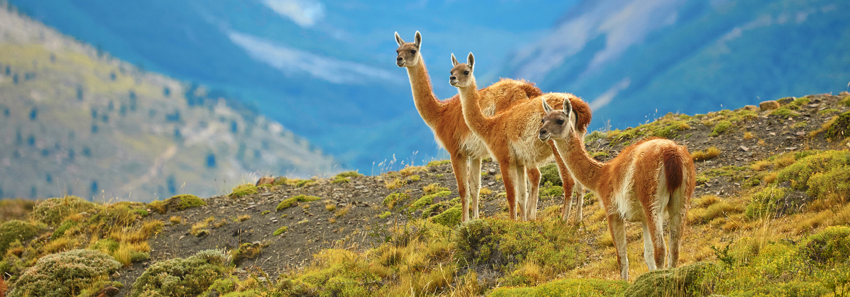 chile - torres del paine_38