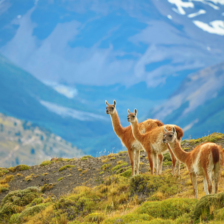 chile - torres del paine_38