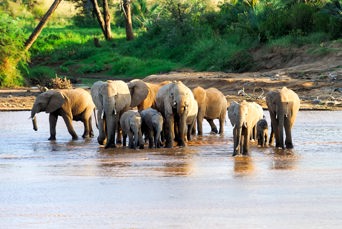 sydafrika - elephant national park_elefant_05