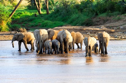 sydafrika - elephant national park_elefant_05