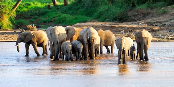 sydafrika - elephant national park_elefant_05