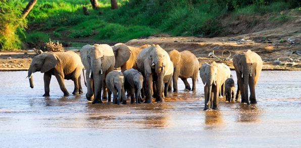sydafrika - elephant national park_elefant_05