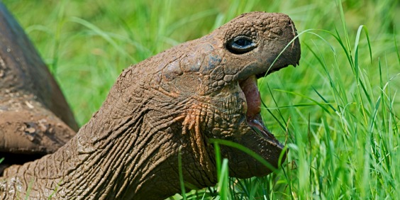 galapagos_skildpadde_14