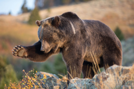 canada - canada_natur_bjoern_02