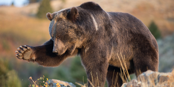 canada - canada_natur_bjoern_02