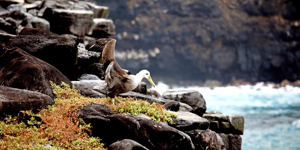 galapagos_fugl_albatros_01