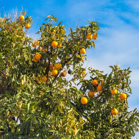 ... og smager på lokale lækkerier fra en citrusfarm.