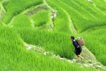 vietnam - sapa_rismark_rismark_kvinde_01