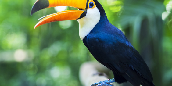 brasilien - iguazu_tucan_01
