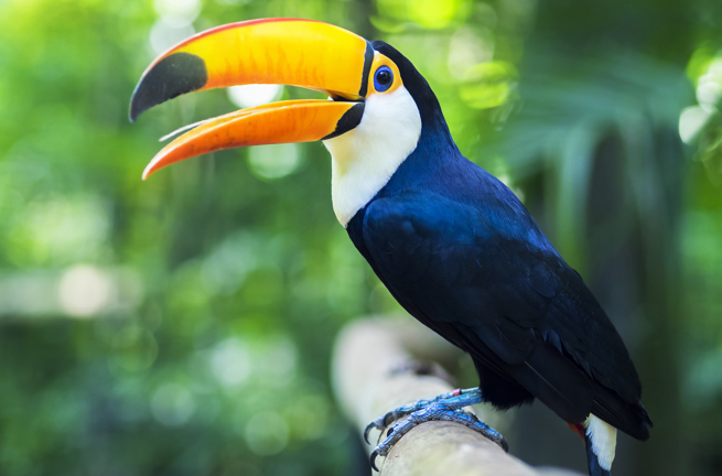 brasilien - iguazu_tucan_01