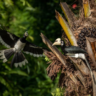 Oriental Pied Hornbills
