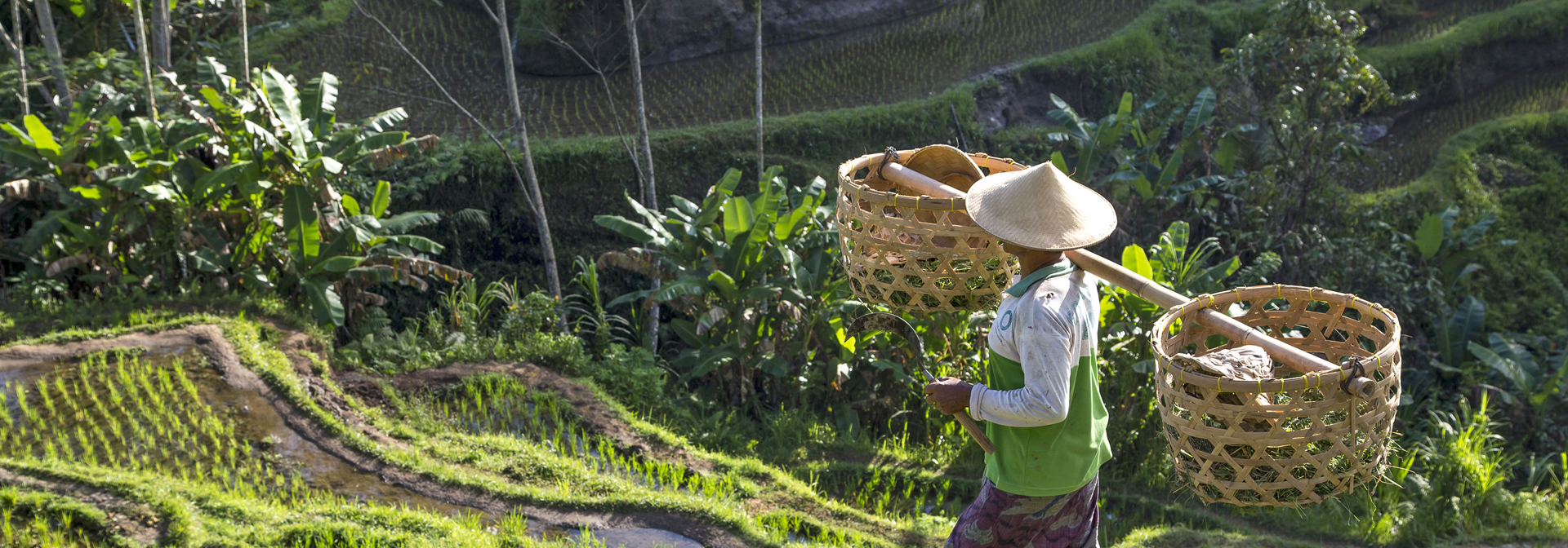 bali - bali_rismark_farmer_14