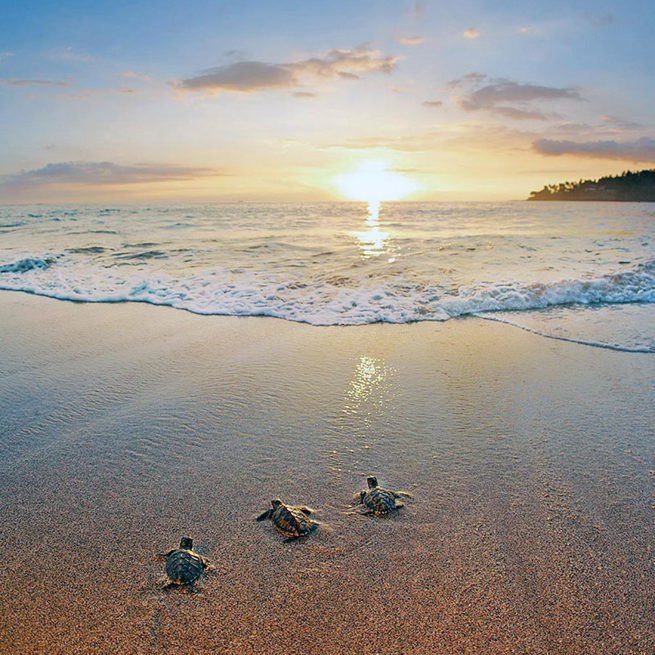 bali - gili skildpadde