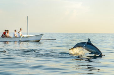 bali - lovina_delfin_01