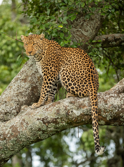 kenya_masai_mara_gepard_02