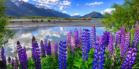 new zealand - mount cook_pukaki lake_blomster_02