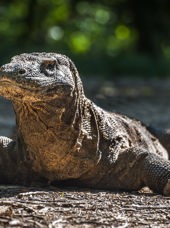 Indonesien - komodo_komodovaran_03