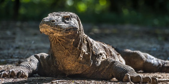 Indonesien - komodo_komodovaran_03