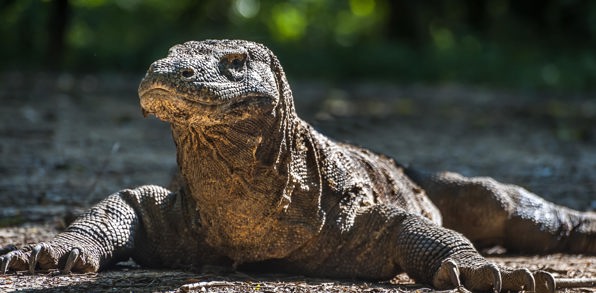 Indonesien - komodo_komodovaran_03