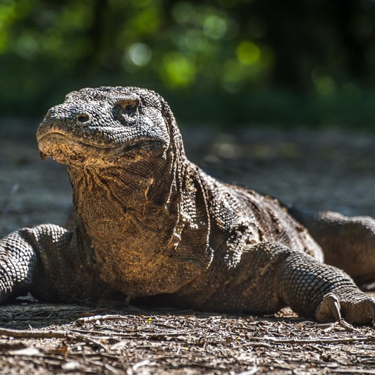 Indonesien - komodo_komodovaran_03