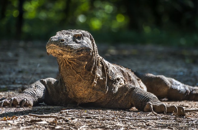 Indonesien - komodo_komodovaran_03