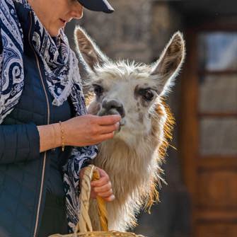 Llama Fodring