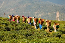 malaysia - cameron highlands_teplantage_05