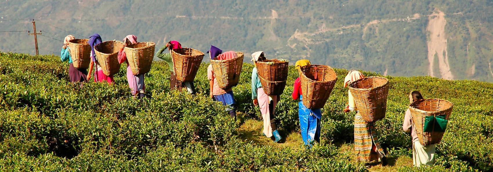 malaysia - cameron highlands_teplantage_05