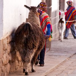 peru - cuzco_befolkning_mand_lama_01
