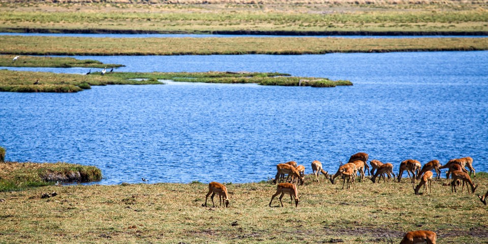 sydafrika - chobe nationalpark_impala_02
