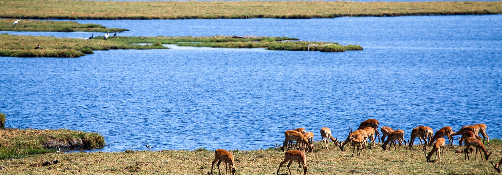 sydafrika - chobe nationalpark_impala_02