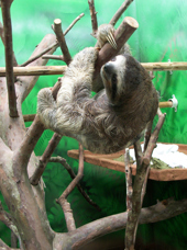 Sloth Sanctuary 01
