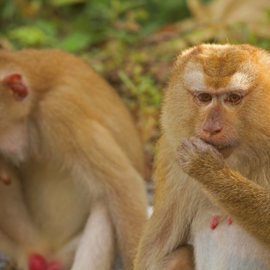thailand - khao yai national park_aber_01