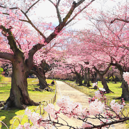 Okayama Korakuen Gi 1365895666 (1)