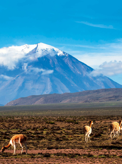 peru - arequipa_vicunas ved el misti_01
