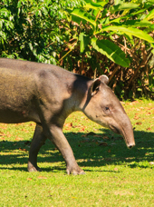 costa rica - Corcovado national park_bairds tapir_01