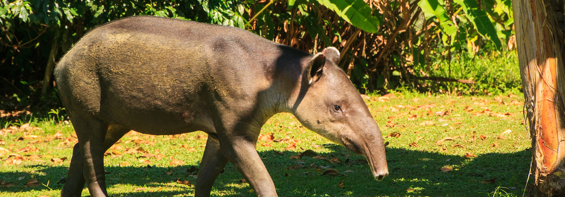 costa rica - Corcovado national park_bairds tapir_01